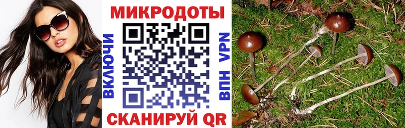 KRAKEN   Будённовск  Псилоцибиновые грибы Psilocybine cubensis 